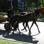 60Plovdiv_54_horse