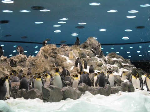 TN_Loro_Parque_10