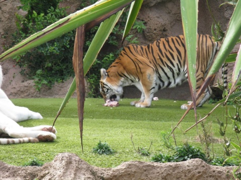 TN_Loro_Parque_23
