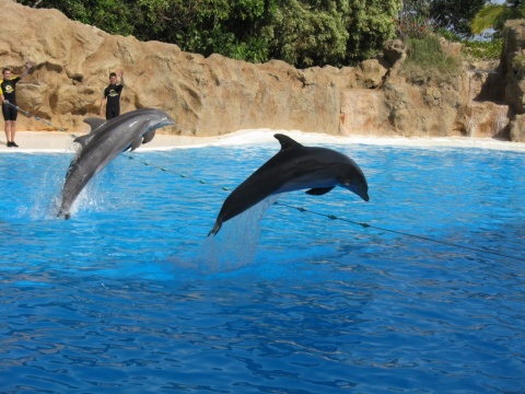 TN_Loro_Parque_27