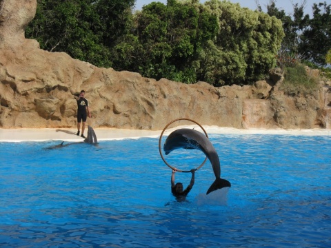 TN_Loro_Parque_29