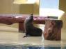 TN_Loro_Parque_40