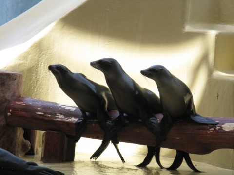 TN_Loro_Parque_44