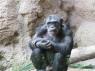 TN_Loro_Parque_47