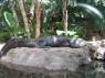 TN_Loro_Parque_49