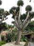 TN_Loro_Parque_64