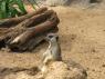 TN_Loro_Parque_65