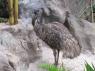 TN_Loro_Parque_67
