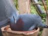 TN_Loro_Parque_68