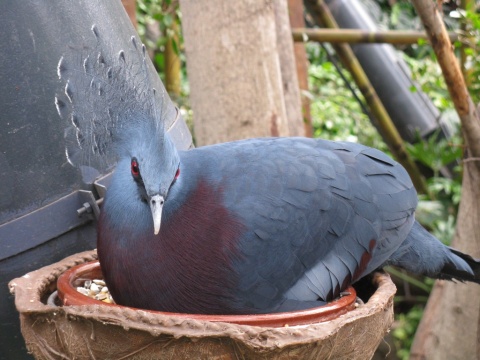 TN_Loro_Parque_68