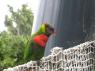 TN_Loro_Parque_70