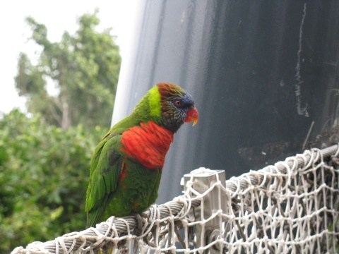 TN_Loro_Parque_70