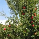 Pomegranate_10