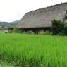 Shirakawago