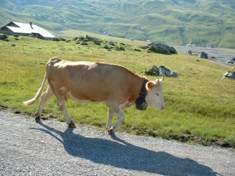 EDSCF0076_Adelboden