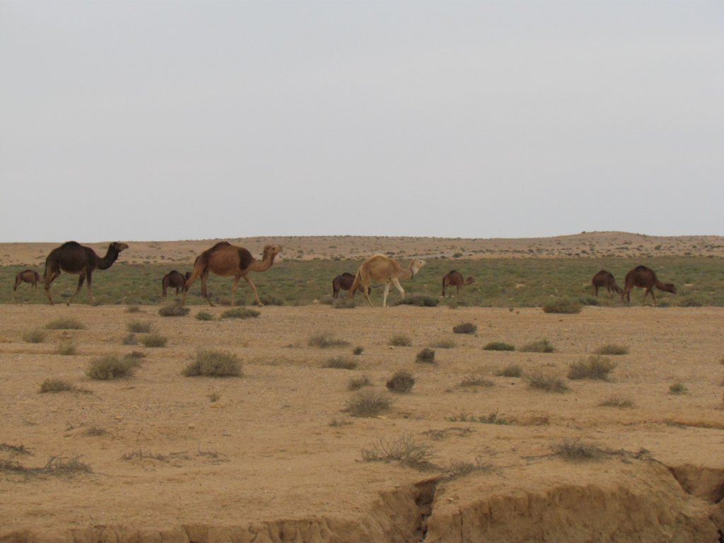 2_Tozeur_Desert_Camels_32