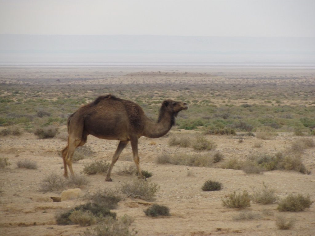 2_Tozeur_Desert_Camels_38