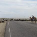 Khiva_Bukhara_road_151