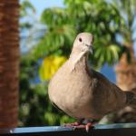 Tenerife_bird_04