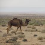 2_Tozeur_Desert_Camels_38