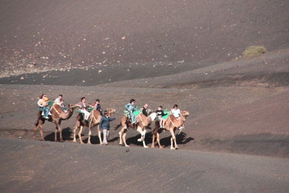 3_Camels_10