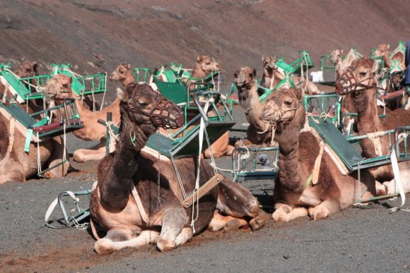 3_Camels_34