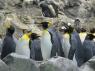 TN_Loro_Parque_11