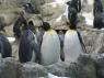 TN_Loro_Parque_12