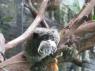 TN_Loro_Parque_21