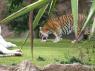 TN_Loro_Parque_23