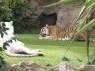 TN_Loro_Parque_24