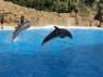 TN_Loro_Parque_27