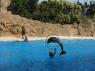 TN_Loro_Parque_29
