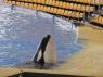 TN_Loro_Parque_32