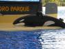 TN_Loro_Parque_33