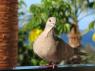 Tenerife_bird_04