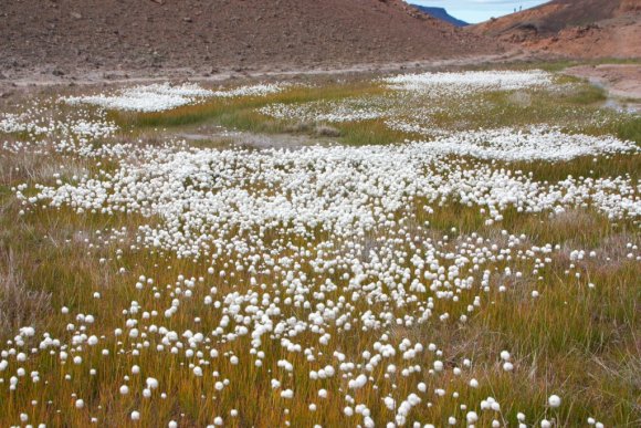 cottonflower_3