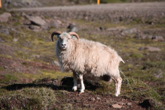 sheep_6