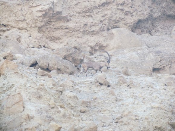 DeadSea_420_ibex