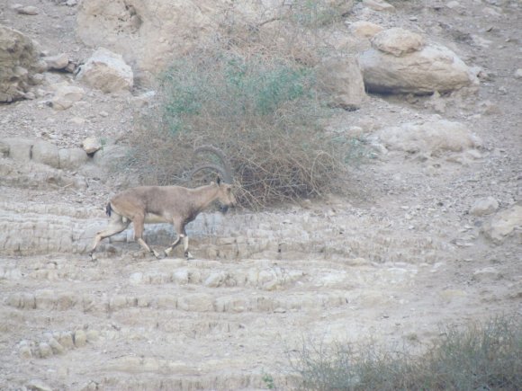 DeadSea_424_ibex