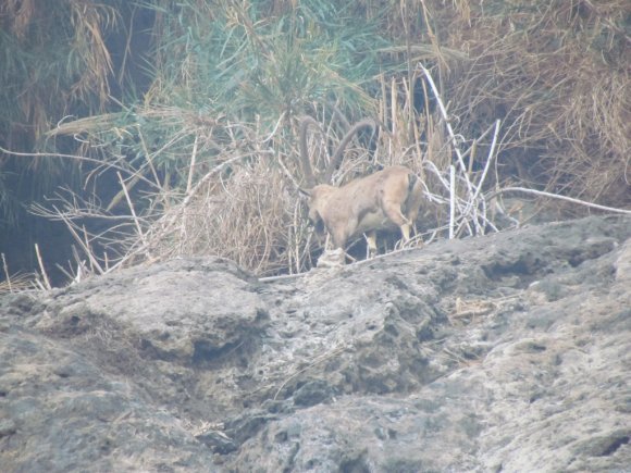 DeadSea_426_ibex