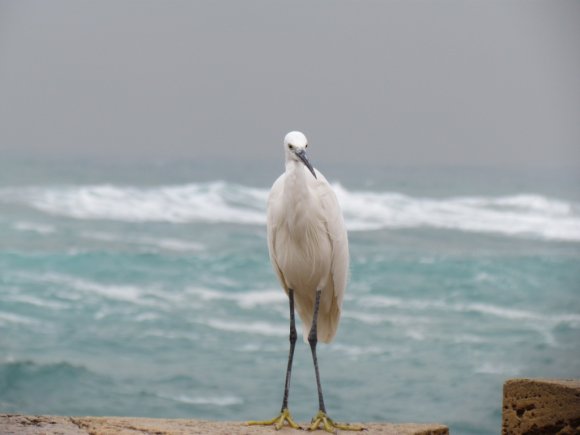 TelAviv_092