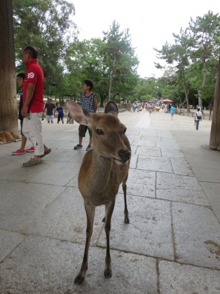 1_Todaiji_19_b