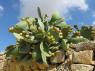 Gozo_Cactus_4