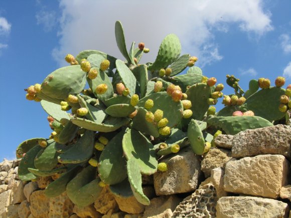 Gozo_Cactus_4