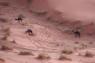 15_Camels_13_small