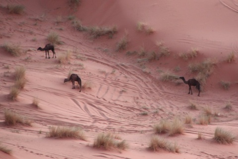 15_Camels_13_small