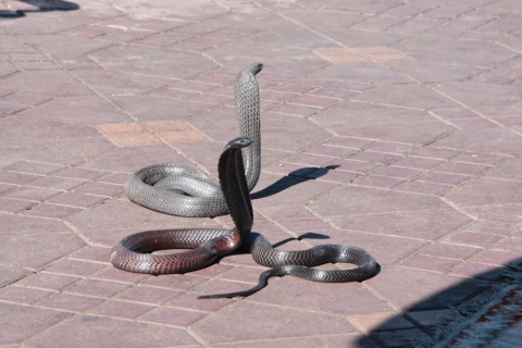 1Place_Jemaa_El_Fna_46_small