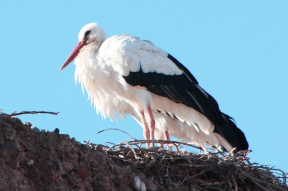 9Stork_20_small