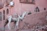 25_Tamdaght_Camel_30_small